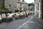 Sheep in Austwick Village