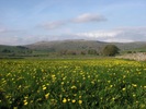 Meadow near Austwick